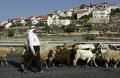 Palestinian shepherd livelihoods in jeopardy