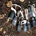 Clearing cluster bombs in South Lebanon
