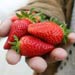 Fine Strawberries, Ripened to Rot?!