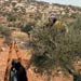Gaza Farmers Caught in Front Line of 