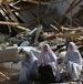 “Israel” demolishes more Palestinian homes and destroys olive groves 