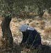Not one indictment over damage to Palestinian olive groves!