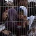 Native Indian Genocide: Parallels in Palestine