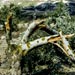 “Israeli” Settlers Uproot West Bank Olive Orchards