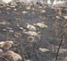 Acres of Land Burnt by “Israeli” War Games