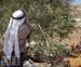 Settlers Escalate Attacks against Olive Orchards, 2500 Trees Torched In One Week