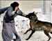 “Israeli” Forces Unleash Dogs on Palestinians