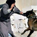 ’’Israel’’ Unleashes Dogs on Palestinians
