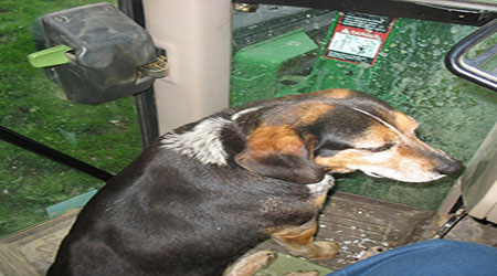 The Dog in Tractor