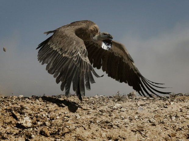 Sudan Captures Vulture Spying for 