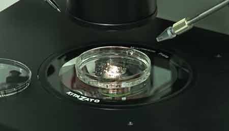 Iran Launches Advanced Fertility Medical Clinic in Tehran