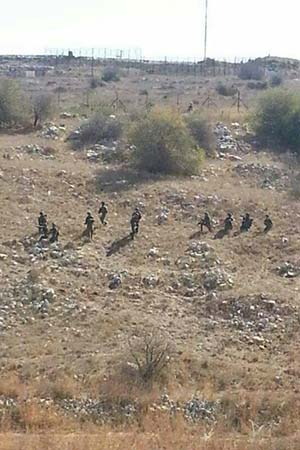 aytaroun olive harvest