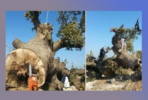 tree cut down 