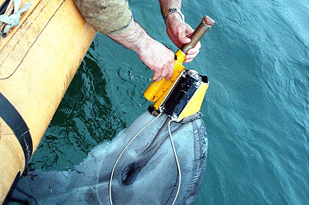 US Combat Dolphins to be Deployed for Military Drills: Report 