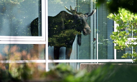 germany elk