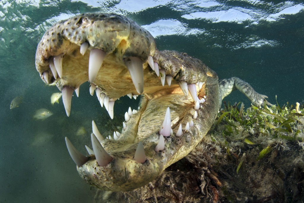 Wild crocodile 
