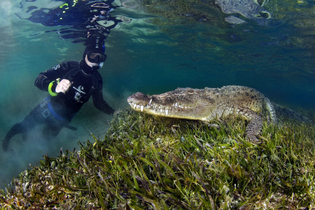 Wild crocodile