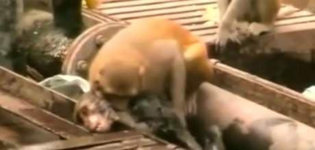 Monkey Gives First Aid to Electrocuted Friend Monkey Gives First Aid to Electrocuted Friend