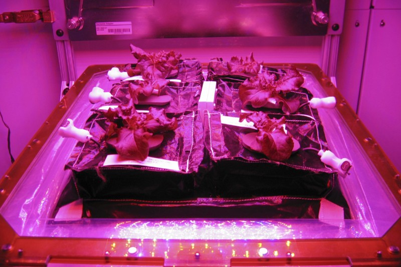 Space Salad: ISS Astronauts to Eat First Cosmic Lettuce