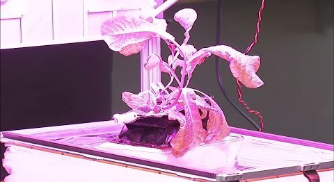 Space Salad: ISS Astronauts to Eat First Cosmic Lettuce