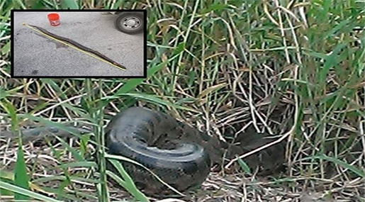 Monster 9-Foot Anaconda Found in Florida