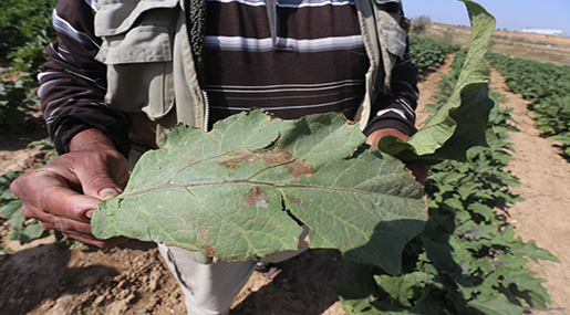 Gaza Farms Sprayed Crop-killers by "Israeli" Planes!