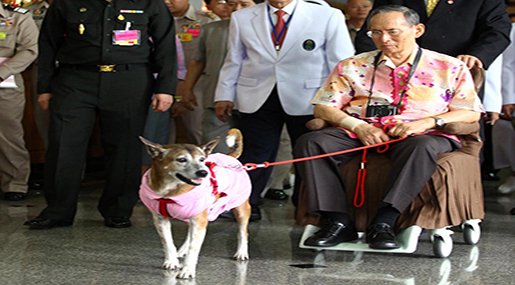 Thai Faces Jail for Insulting King's Dog