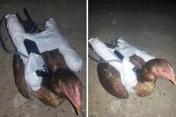 "ISIL" Now Using Suicide Chickens to Kill Enemies