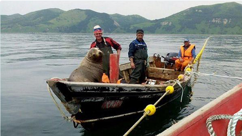 Seal Climbs aboard Russian Fishing Boat, Rides for 8 Hours
