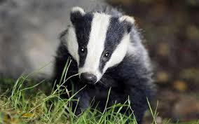 Badger Shuts Down Luxury Stockholm Hotel Badger Shuts Down Luxury Stockholm Hotel