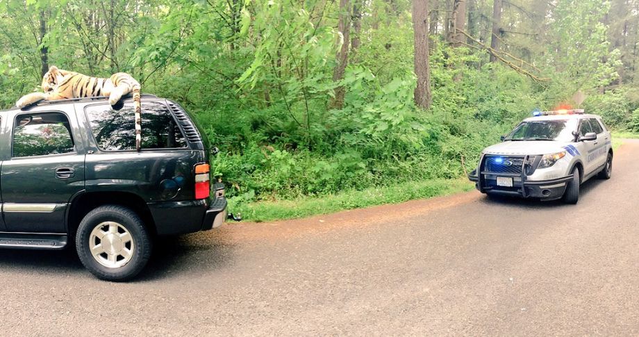 Large Stuffed Tiger atop SUV Generates 911 Call