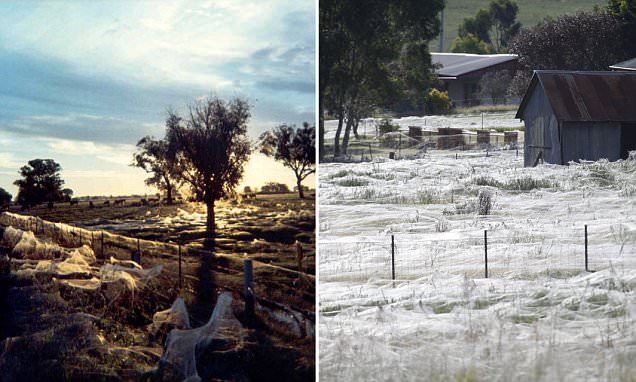 Spider webs in Australia
