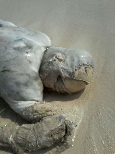 Al-Hadida Massacre in Photos: a Proof of Saudi Aggression, Use of Forbidden Weapons

