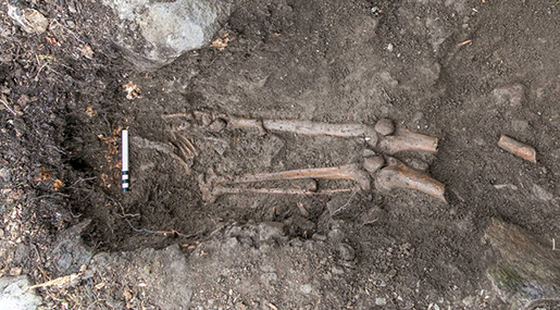 1,000YO Skeleton Found After Tree Uprooted in Ireland