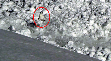 Run, Rabbit, Run! Russian Hare vs. Moving Avalanche