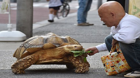 Giant Tortoise Walks Tokyo's Streets - Slowly