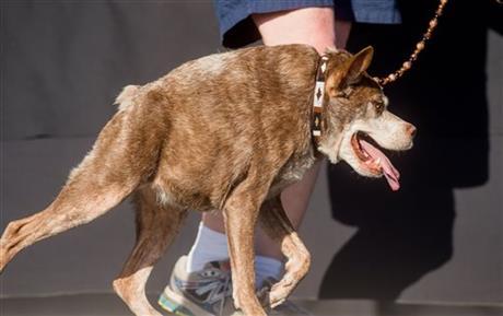 Deformed Mutt is Crowned World's Ugliest Dog