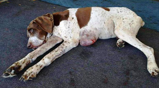 Dog Missing 10 Years Found In Alabama, Returning to Owner