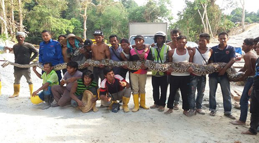 Python Caught in Malaysia Could Be the Longest Ever Recorded