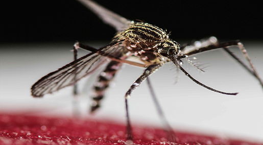 Irradiated Mosquitoes to Zap Zika's Power