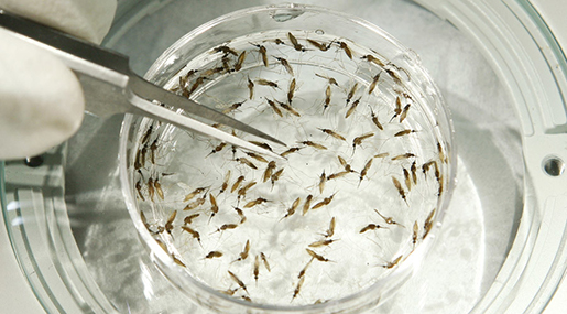 Zika Virus Spreading in Europe