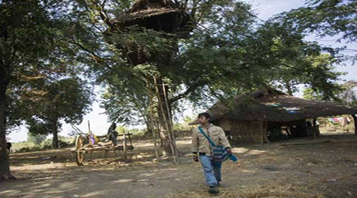 Elephants Force Myanmar Villagers to Seek Tree-Tops!