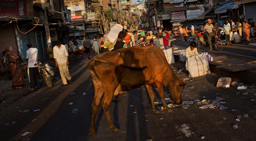 Indian Police Arrest Muslim Students Over Beef Rumors