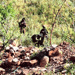 Al-Intiqad: “Israeli” Forces Intensive Movement Along Wazzani Borders 