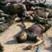 Syria: Horrible Massacre in Aleppo, Gangs Hamper Homs’ Rescue Efforts
