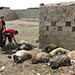 Iraq Violence Kills Eight