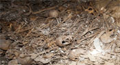 Mass Grave Reveals Hundreds of 1948 Palestinians Killed by ’Israelis’
