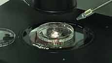 Iran Launches Advanced Fertility Medical Clinic in Tehran 