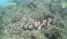 New Species of Harmless Sharks ‘Walks’ Along Seabed: Indonesia 