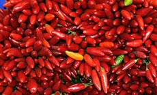 Man Tries to Enter US Via Red Chile Shipment